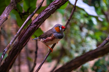 colourful bird that sits on a tree branch in sunny summer weather
