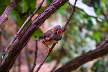 Shot of a cracking bird perched on a tree branch in the summertime
