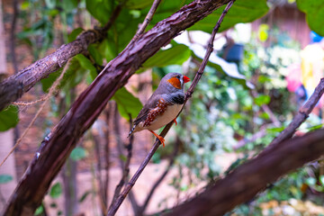 A mottled bird perched on a branch sideways to the camera in a botanical garden