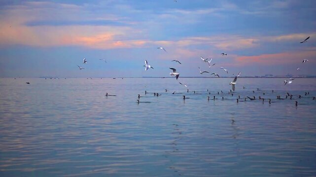 Synchronized Fishing Cormorants and Deadbeat Seagulls Fly in the Sky in Ocean City Footage.