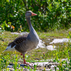 Greylag goose standing on grass with trees and leafs 