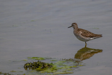Wood Sandpiper on wetland with reflection