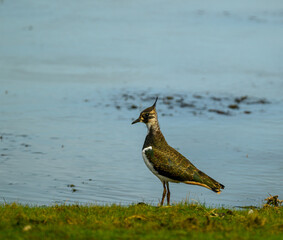 Northern lapwing standing on grass at wetland