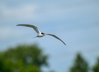 Flying Arctic Tern over wetland