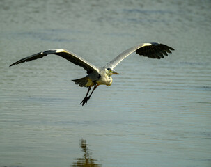 Flying grey heron at wetland