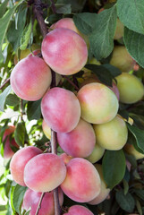 ripe plums among green leaves