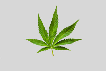 Cannabis leaf.