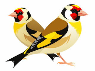 Paire de Chardonneret vol isolé sur fond blanc