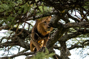 Lion Intently Staring at Its Prey from a Tree