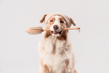 Cute Australian Shepherd dog with massage brush on grey background