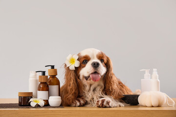 Cute cavalier King Charles spaniel with cosmetic products and bath sponge lying on table against...
