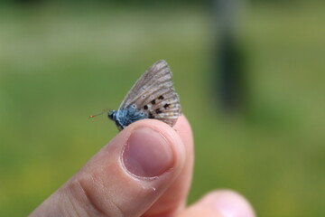 A small Common Blue Butterfly with dots on its wings for the purpose of ecological research between...