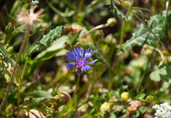 Blooming wild Syrian cornflower (lat.- Centaurea cyanoides) in the meadow