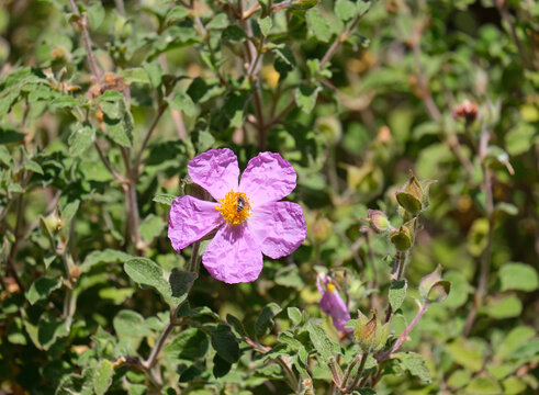 Spring blossom pink rockrose cistus (lat.- Cistus)