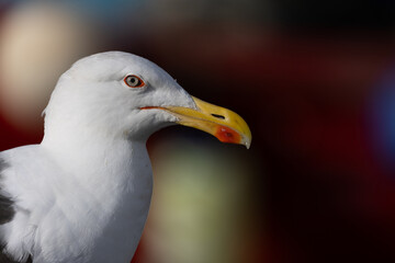 Close up of Seagull