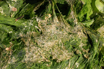 Green seaweed which has been stretched out and dried on the shore as the tide receeded
