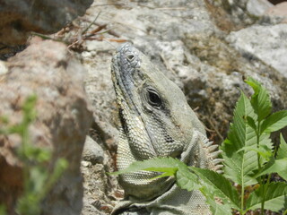 mirada iguana