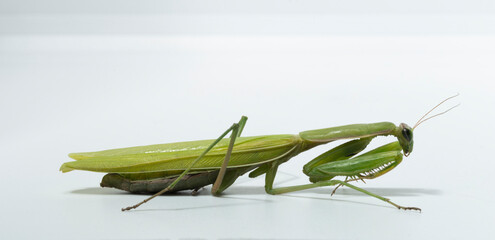 The European mantis (Mantis religiosa) is a large hemimetabolic insect in the family of the Mantidae, which is the largest family of the order Mantodea (mantises). Female on a white background.