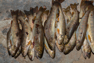 The Black Sea salmon. Salmo trutta labrax. Fishing in the mountain streams of Bulgaria. A bunch of fish on the ground.