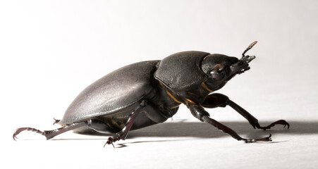 Lucanus cervus is the best-known species of stag beetle (family Lucanidae) in Western Europe. Imago, a female insect on, a white background.