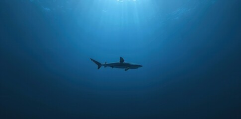 Majestic Shark Silhouette. Underwater adventure concept
