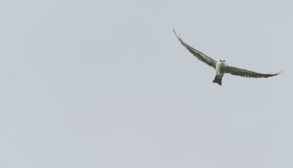 Mississippi kite in flight.