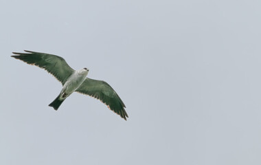 Mississippi kite in flight.