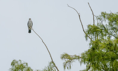 Mississippi kite perched in a tree.