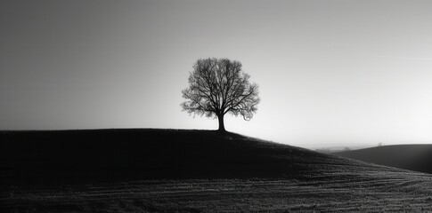 Obraz premium Minimalist Elegance. Black and White HD Wallpaper with High Detail on Plain Background
