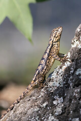 lizard on a tree