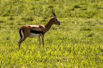 impala in the savannah