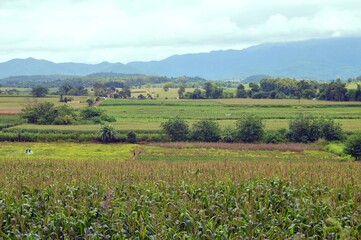 landscape with field and blue sky