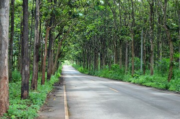 landscape of road in the forest