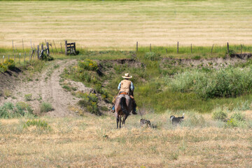Cowboy man on horse with dogs