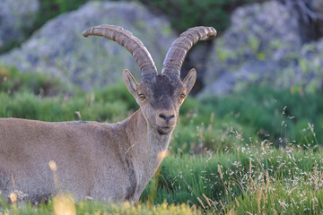 Cabras montesas en la Sierra de Guadarrama