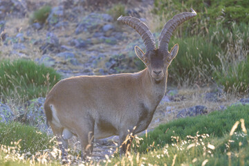 Cabras montesas en la Sierra de Guadarrama