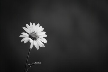 Happy Black and White HD Wallpaper. High Detailed Plain Background
