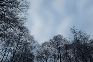 Winter forest landscape. Tree crowns backgrounded sky. Winter background for publication, poster, calendar, post, screensaver, wallpaper, postcard, banner, website. High quality photo