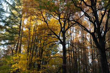 Fototapeta premium Autumn landscape with blue sky, bottom view. Background of autumn forest for publication, poster, screensaver, wallpaper, postcard, banner, cover, post. High quality photo