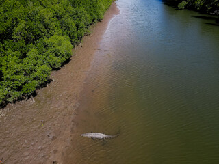 Crocodile sat in creek in Australia