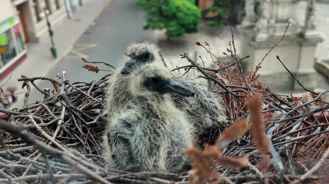 Two pigeons in a nest on a window. About four days old pigeons. life of pigeons in the city