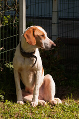 beagle dog sitting on the grass 