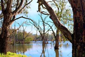 Wetlands on Murray River Australia