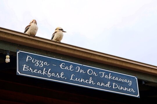 A pair of kookaburras is waiting for lunch.