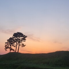 아름다운 저녁노을 나무와 함께