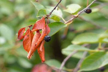 Yellow dry leaves. Calm or autumn atmosphere.