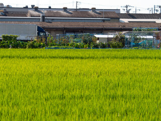 大阪府八尾市の町工場と田園風景