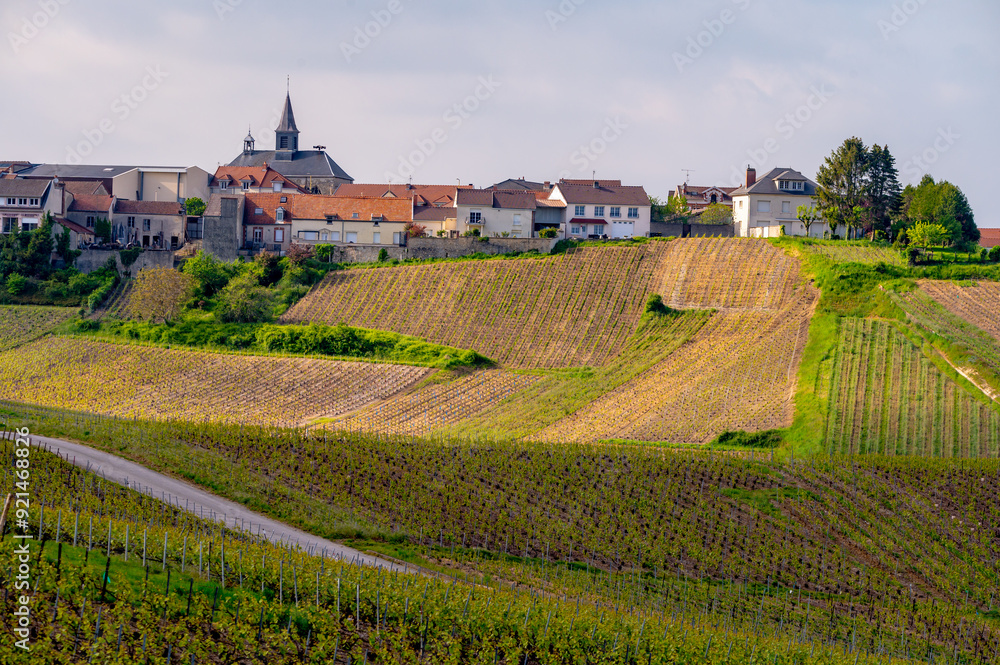 Wall mural landscape with green grand cru vineyards near cramant, region champagne, france. cultivation of whit