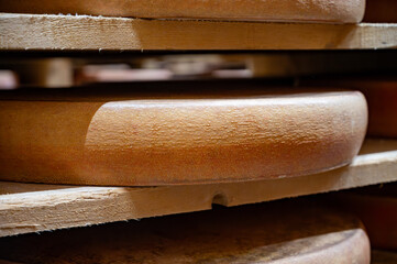 Aging rooms with shelves in cheese caves, central location for aging of wheels, rounds of Comte cheese from four months to several years made from raw cow milk, Jura, France