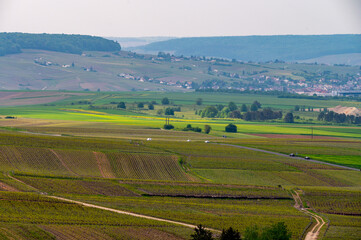 View on grand cru Champagne vineyards near Moulin de Verzenay, rows of pinot noir grape plants in Montagne de Reims near Verzy and Verzenay, Champagne, France